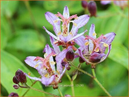 Tricyrtis &#039;Blue Wonder&#039; | Paddenlelie, Armeluisorchidee