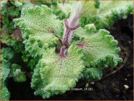 Teucrium scorodonia &#039;Crispum&#039; | Valse salie, Gamander