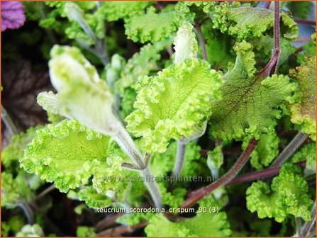 Teucrium scorodonia &#039;Crispum&#039; | Valse salie, Gamander