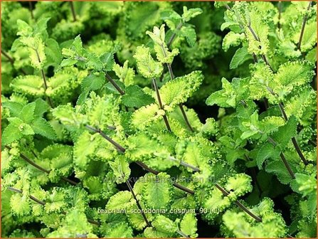 Teucrium scorodonia &#039;Crispum&#039; | Valse salie, Gamander