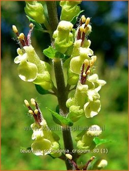 Teucrium scorodonia &#039;Crispum&#039; | Valse salie, Gamander