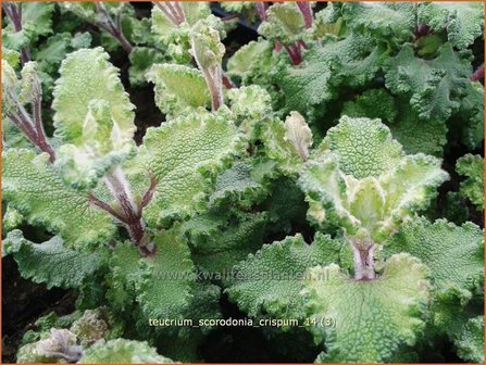 Teucrium scorodonia &#039;Crispum&#039; | Valse salie, Gamander