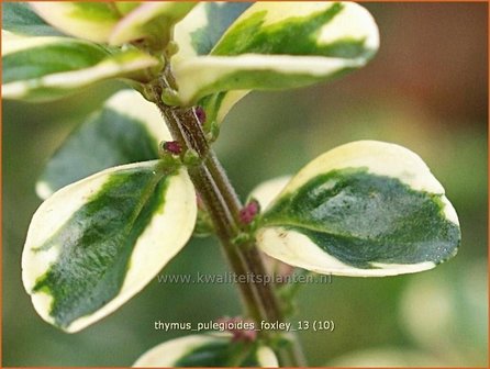 Thymus pulegioides &#039;Foxley&#039; | Grote tijm, Tijm