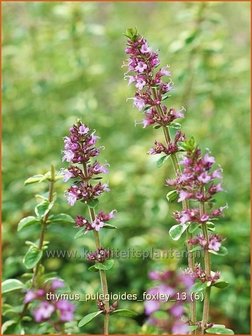 Thymus pulegioides &#039;Foxley&#039; | Grote tijm, Tijm