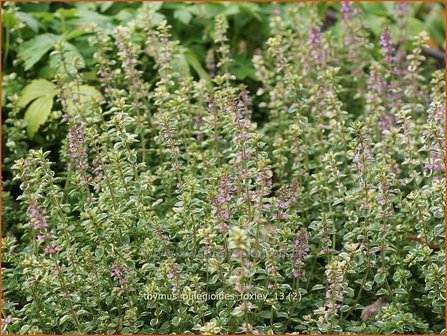 Thymus pulegioides &#039;Foxley&#039; | Grote tijm, Tijm