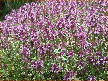 Thymus pulegioides &#039;Foxley&#039; | Grote tijm, Tijm