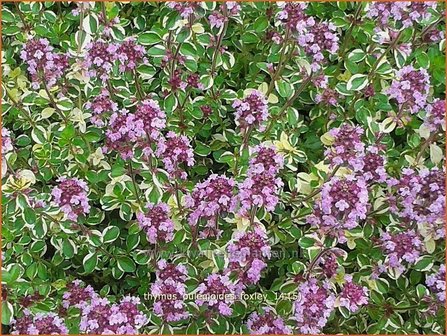 Thymus pulegioides &#039;Foxley&#039; | Grote tijm, Tijm