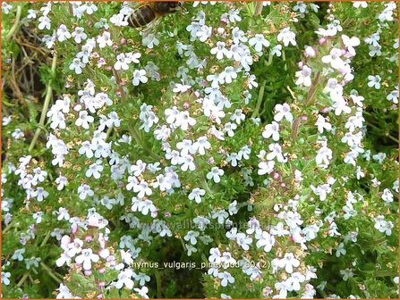 Thymus vulgaris &#039;Pinewood&#039; | Kruiptijm, Tijm