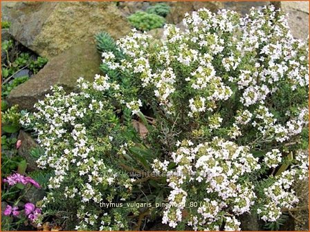 Thymus vulgaris &#039;Pinewood&#039; | Kruiptijm, Tijm