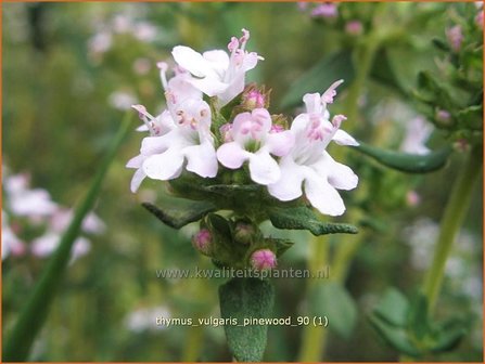 Thymus vulgaris &#039;Pinewood&#039; | Kruiptijm, Tijm