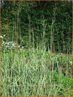 Sorghastrum nutans &#039;Sioux Blue&#039; | Goudbaardgras