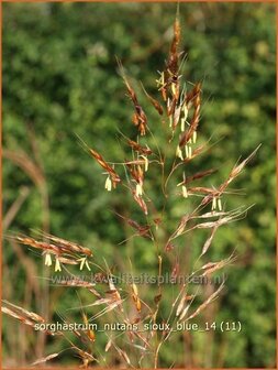 Sorghastrum nutans &#039;Sioux Blue&#039; | Goudbaardgras