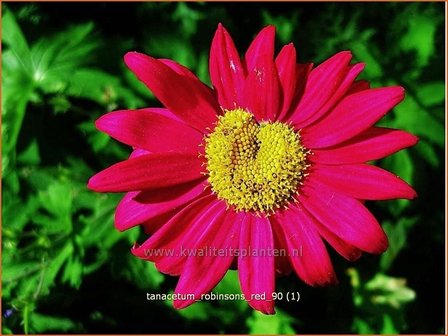 Tanacetum &#039;Robinson&#039;s Red&#039; | Perzische margriet