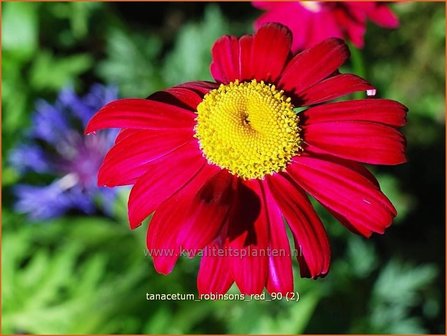 Tanacetum &#039;Robinson&#039;s Red&#039; | Perzische margriet