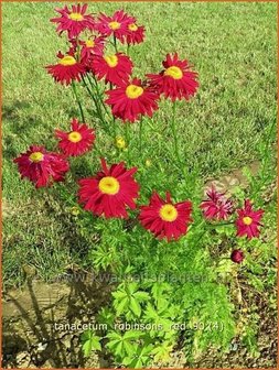 Tanacetum &#039;Robinson&#039;s Red&#039; | Perzische margriet