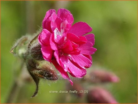 Silene dioica &#039;Firefly&#039; | Dagkoekoeksbloem, Koekoeksbloem, Lijmkruid | Rote Waldnelke