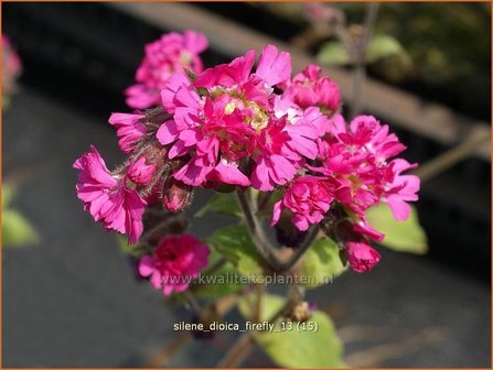 Silene dioica &#039;Firefly&#039; | Dagkoekoeksbloem, Koekoeksbloem, Lijmkruid | Rote Waldnelke