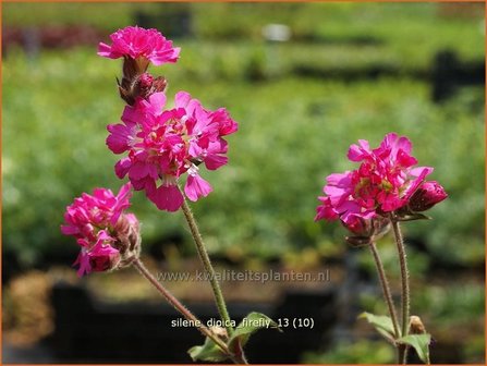 Silene dioica &#039;Firefly&#039; | Dagkoekoeksbloem, Koekoeksbloem, Lijmkruid | Rote Waldnelke