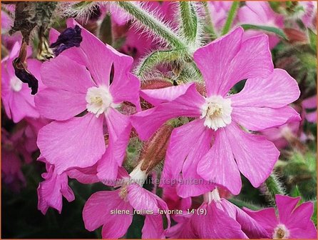 Silene &amp;#39;Rollies Favorite&amp;#39;