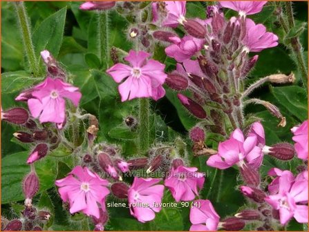 Silene &#039;Rollies Favorite&#039; | Lijmkruid, Hemelroosje