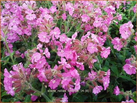 Silene &#039;Rollies Favorite&#039; | Lijmkruid, Hemelroosje