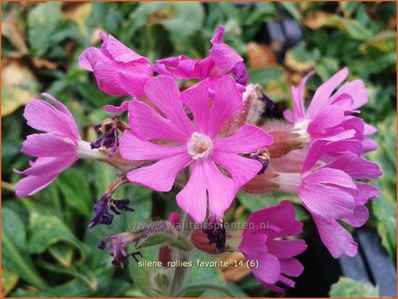 Silene &#039;Rollies Favorite&#039; | Lijmkruid, Hemelroosje