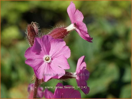 Silene &#039;Rollies Favorite&#039; | Lijmkruid, Hemelroosje