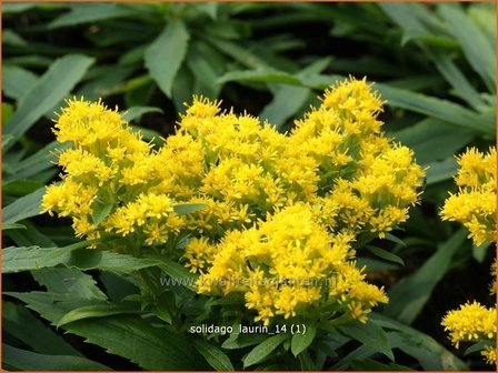 Solidago &#039;Laurin&#039; | Guldenroede