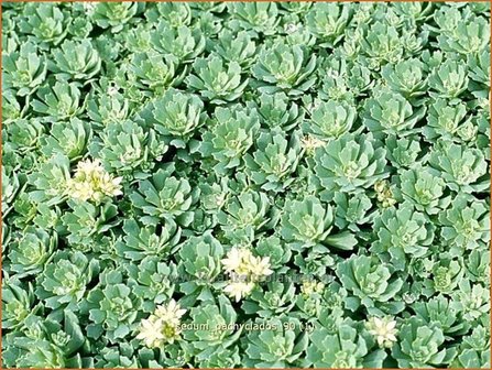 Sedum pachyclados | Hemelsleutel, Vetkruid