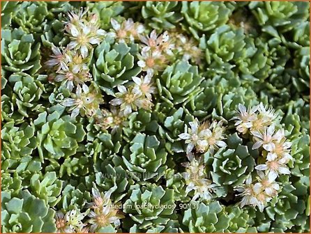 Sedum pachyclados | Hemelsleutel, Vetkruid