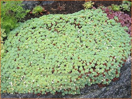 Sedum pachyclados | Hemelsleutel, Vetkruid