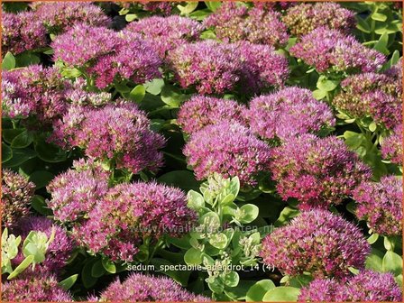 Sedum spectabile &#039;Abendrot&#039; | Hemelsleutel, Vetkruid