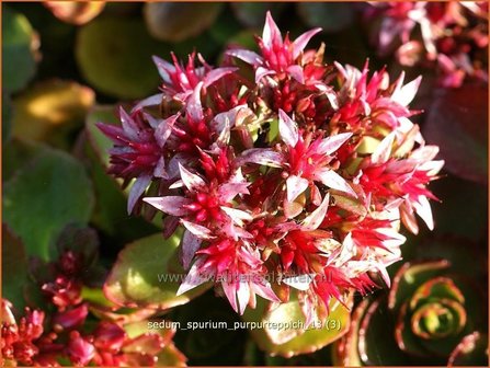 Sedum spurium &#039;Purpurteppich&#039; | Roze vetkruid