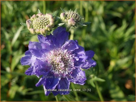 Scabiosa caucasica &#039;Fama&#039; | Duifkruid, Schurftkruid, Kaukasisch duifkruid