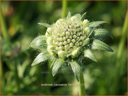 Scabiosa caucasica &#039;Fama&#039; | Duifkruid, Schurftkruid, Kaukasisch duifkruid