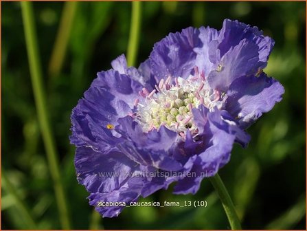 Scabiosa caucasica &#039;Fama&#039; | Duifkruid, Schurftkruid, Kaukasisch duifkruid