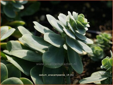 Sedum anacampseros | Liefdesvetkruid, Hemelsleutel, Vetkruid