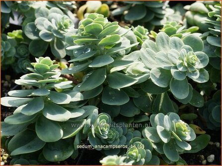 Sedum anacampseros | Liefdesvetkruid, Hemelsleutel, Vetkruid