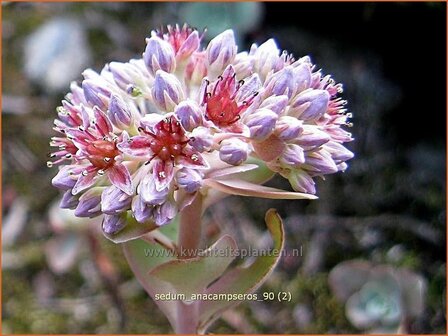 Sedum anacampseros | Liefdesvetkruid, Hemelsleutel, Vetkruid