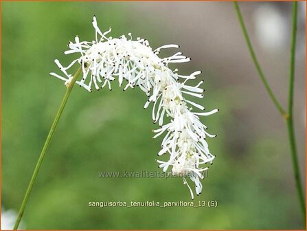 Sanguisorba tenuifolia &#039;Parviflora&#039; | Pimpernel, Sorbenkruid | Hoher Wiesenknopf