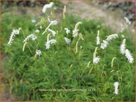 Sanguisorba tenuifolia &#039;Parviflora&#039; | Pimpernel, Sorbenkruid | Hoher Wiesenknopf