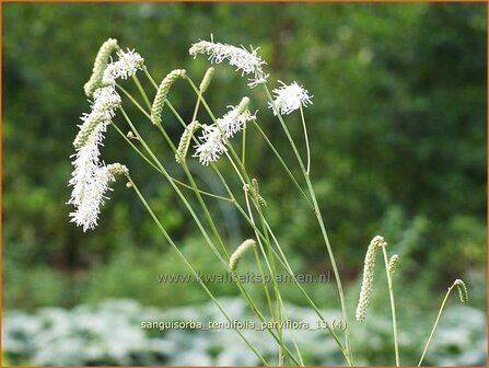 Sanguisorba tenuifolia &#039;Parviflora&#039; | Pimpernel, Sorbenkruid | Hoher Wiesenknopf