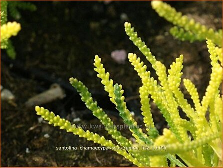 Santolina chamaecyparissus &#039;Lemon Fizz&#039; | Heiligenbloem, Cipressenkruid