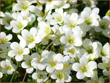 Saxifraga arendsii &#039;Wit&#039; | Steenbreek, Mossteenbreek