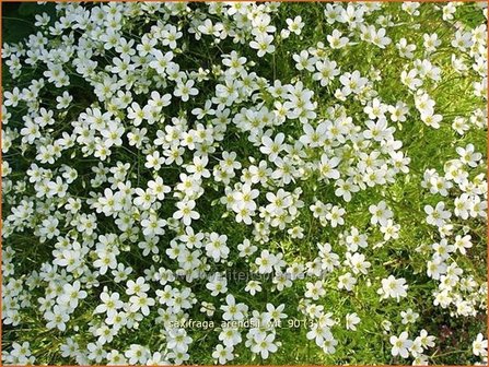 Saxifraga arendsii &#039;Wit&#039; | Steenbreek, Mossteenbreek