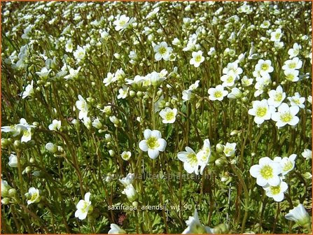 Saxifraga arendsii &#039;Wit&#039; | Steenbreek, Mossteenbreek