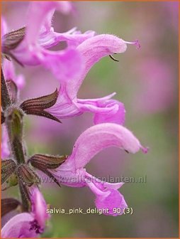 Salvia &#039;Pink Delight&#039; | Salie, Salvia