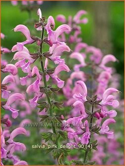 Salvia &#039;Pink Delight&#039; | Salie, Salvia