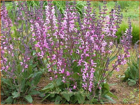 Salvia &#039;Pink Delight&#039; | Salie, Salvia