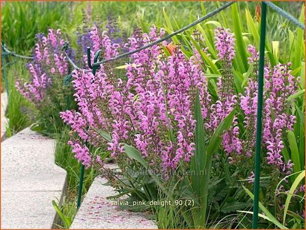 Salvia &#039;Pink Delight&#039; | Salie, Salvia